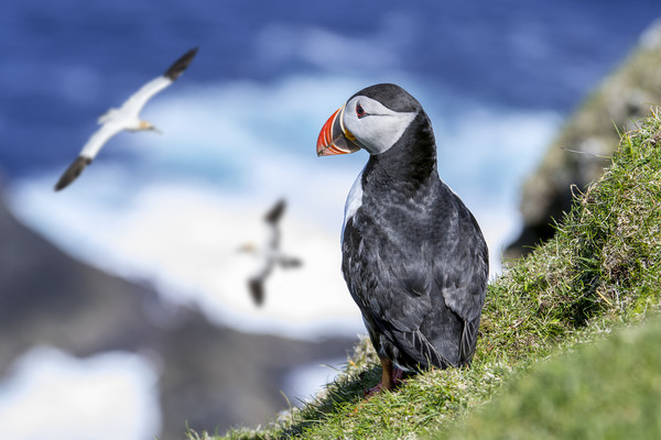 Puffin watching Gannets Picture Board by Arterra 