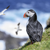 Buy canvas prints of Puffin watching Gannets by Arterra 