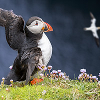 Buy canvas prints of Atlantic Puffin flapping Wings by Arterra 