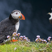Buy canvas prints of Scottish Puffin by Arterra 