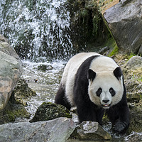 Buy canvas prints of Giant Panda and Waterfall by Arterra 