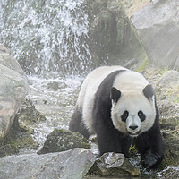 Buy canvas prints of Panda Bear in the Mist by Arterra 