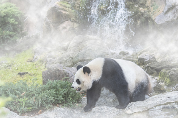 Giant Panda and Waterfall in the Mist Picture Board by Arterra 