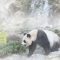Buy canvas prints of Giant Panda and Waterfall in the Mist by Arterra 