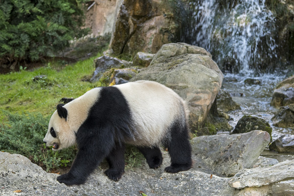 Panda Bear and Waterfall Picture Board by Arterra 