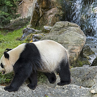 Buy canvas prints of Panda Bear and Waterfall by Arterra 