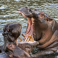 Buy canvas prints of Fighting Hippos by Arterra 