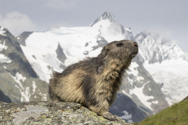 Alpine Marmot Picture Board by Arterra 