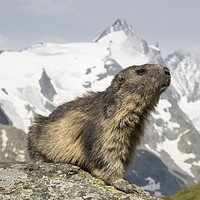 Buy canvas prints of Alpine Marmot by Arterra 