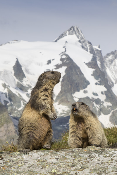 Alpine Marmots Picture Board by Arterra 