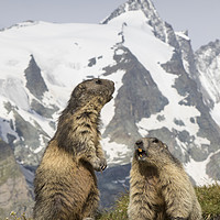 Buy canvas prints of Alpine Marmots by Arterra 