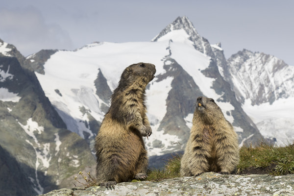 Marmots in the Alps Picture Board by Arterra 