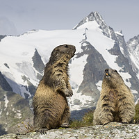 Buy canvas prints of Marmots in the Alps by Arterra 
