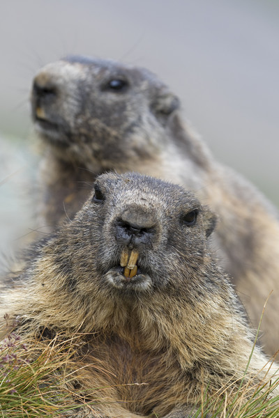 Two Marmots Picture Board by Arterra 