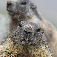 Buy canvas prints of Two Marmots by Arterra 