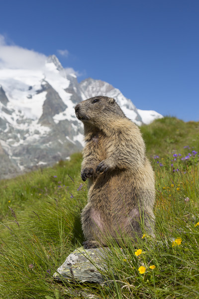 Marmot in the Alps Picture Board by Arterra 