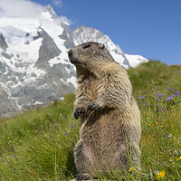 Buy canvas prints of Marmot in the Alps by Arterra 