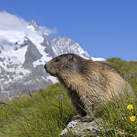 Buy canvas prints of Alpine Marmot in the Hohe Tauern by Arterra 