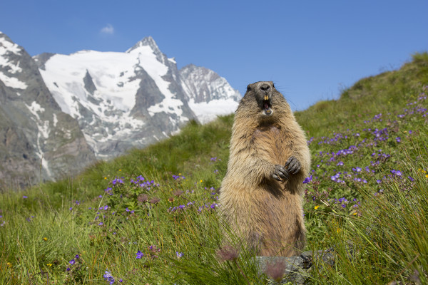 Alpine Marmot Calling in the Alps Picture Board by Arterra 