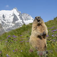 Buy canvas prints of Alpine Marmot Calling in the Alps by Arterra 
