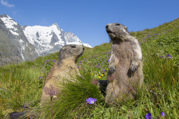 Alpine Marmot Couple in the Alps Picture Board by Arterra 