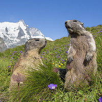 Buy canvas prints of Alpine Marmot Couple in the Alps by Arterra 