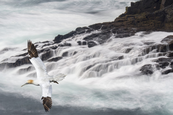Gannet Soaring along Scottish Coast Picture Board by Arterra 