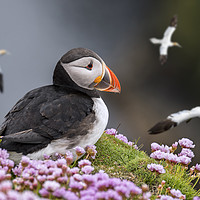 Buy canvas prints of Atlantic Puffin Watching Soaring Gannets by Arterra 
