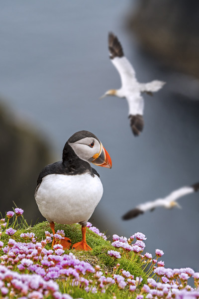 Puffin and Soaring Gannets in Scotland Picture Board by Arterra 