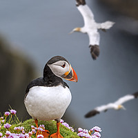 Buy canvas prints of Puffin and Soaring Gannets in Scotland by Arterra 
