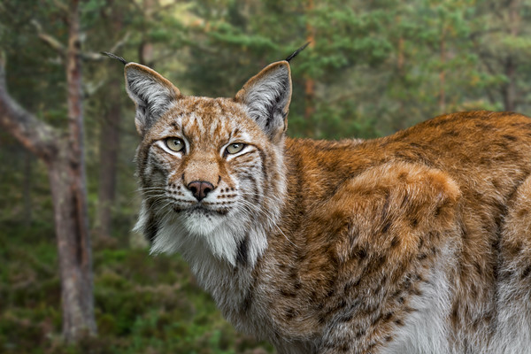 Eurasian Lynx in Forest Picture Board by Arterra 