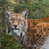 Buy canvas prints of Eurasian Lynx in Forest by Arterra 