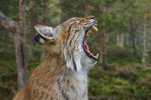 European Lynx Calling in Forest Picture Board by Arterra 