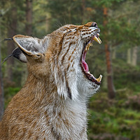 Buy canvas prints of European Lynx Calling in Forest by Arterra 