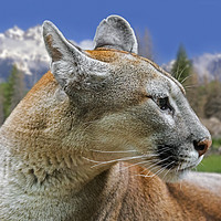 Buy canvas prints of Mountain Lion by Arterra 