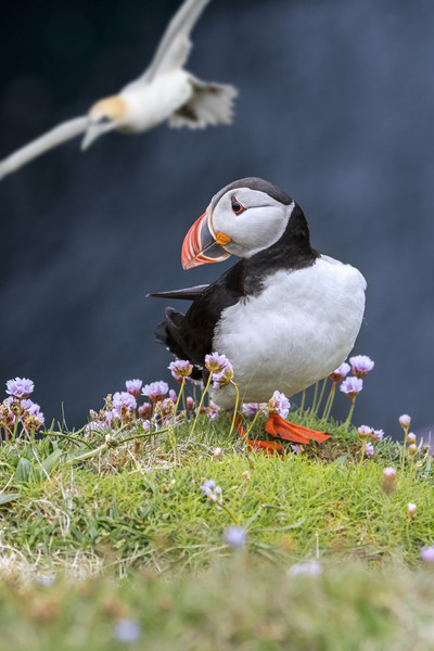 Atlantic Puffin and Flying Gannet Picture Board by Arterra 