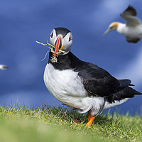 Buy canvas prints of Atlantic Puffin Building Nest  by Arterra 