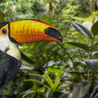 Buy canvas prints of Giant Toucan in Jungle by Arterra 
