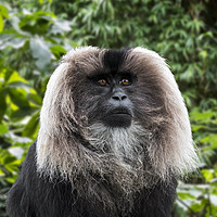 Buy canvas prints of Lion Tailed Macaque by Arterra 