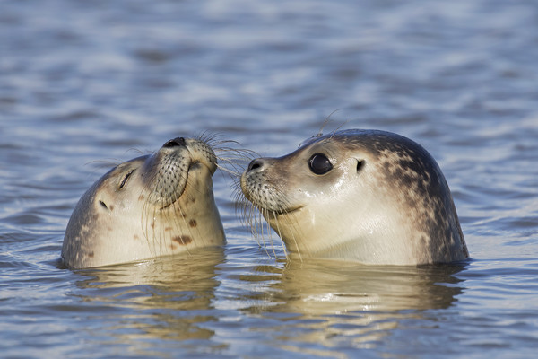 Two Common Seals Picture Board by Arterra 