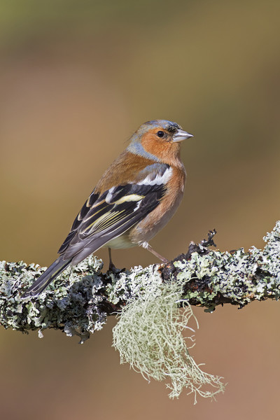 Common Chaffinch Picture Board by Arterra 