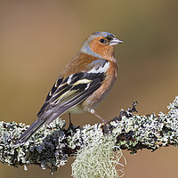 Buy canvas prints of Common Chaffinch by Arterra 