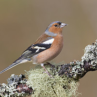 Buy canvas prints of Chaffinch by Arterra 