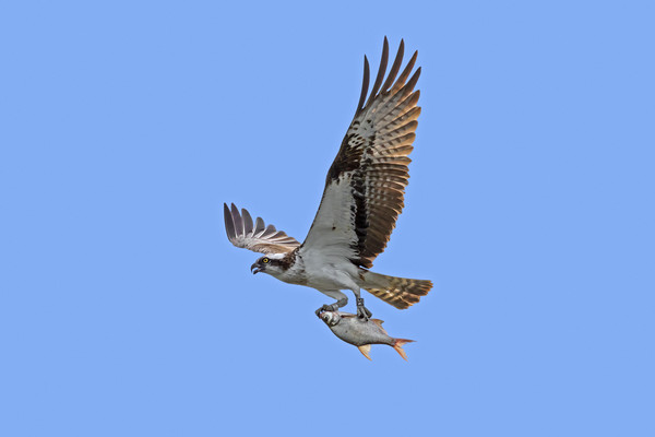 Osprey with Fish Picture Board by Arterra 