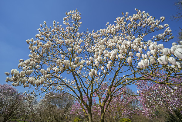 Flowering Magnolia  Picture Board by Arterra 
