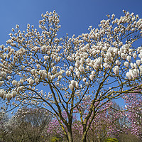 Buy canvas prints of Flowering Magnolia  by Arterra 