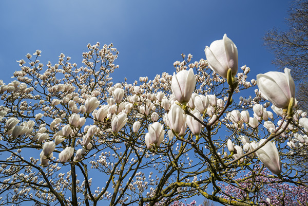 Magnolia stellata in Spring Picture Board by Arterra 