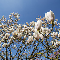 Buy canvas prints of Magnolia stellata in Spring by Arterra 