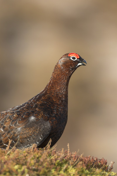 Red grouse Picture Board by Arterra 