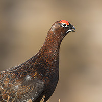 Buy canvas prints of Red grouse by Arterra 